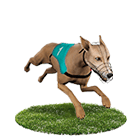 百大娛樂城白金賽狗 百大娛樂城白金賽狗